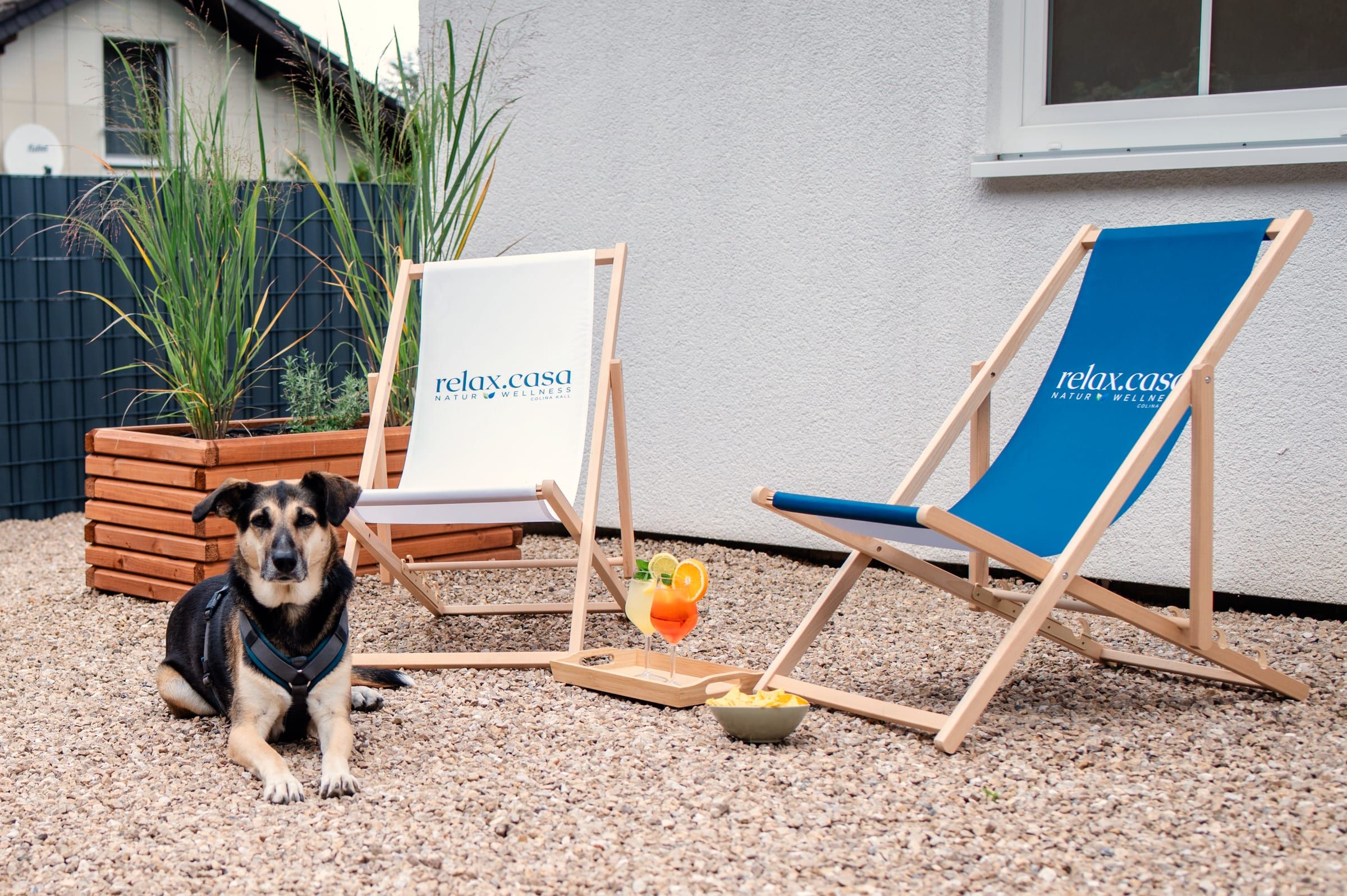Hund entspannt neben den Liegestühlen am Haus